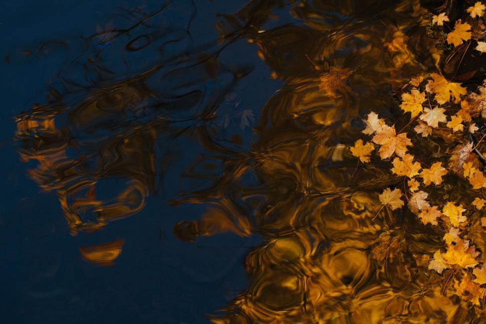Free Image of Bouquet of Flowers Floating in Water 