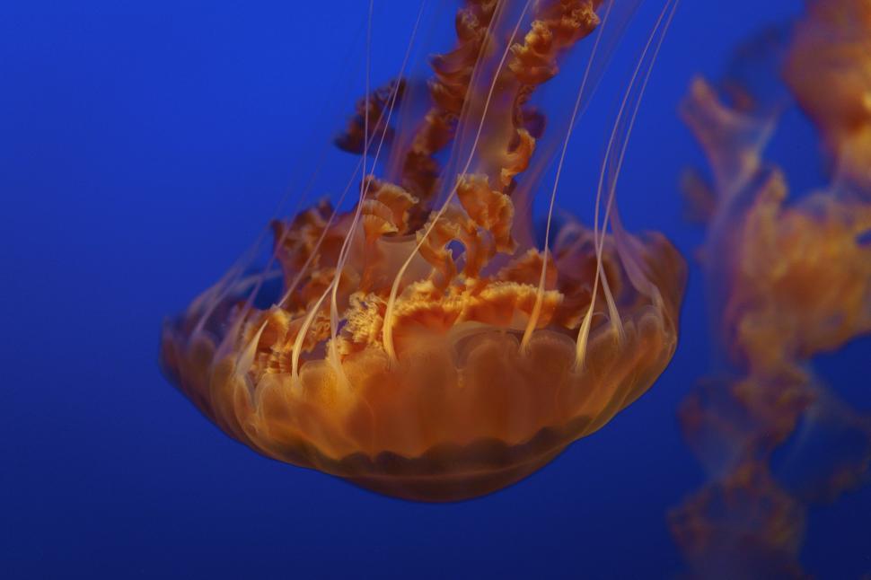 Free Image of Jellyfish Swimming in Blue Water 
