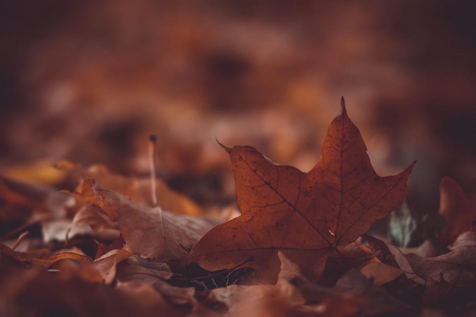 Free Image of Close Up of Leaf on Ground 