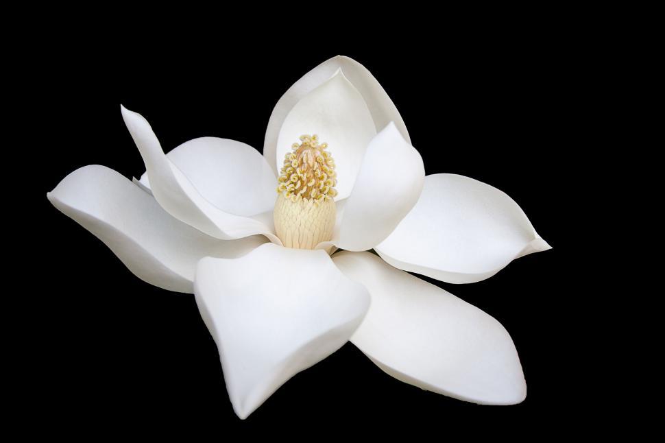 Free Image of White Flower Blooming Against Black Background 
