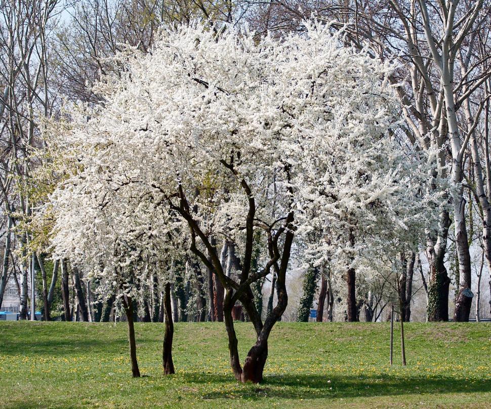 Free Image of Blossoming tree 