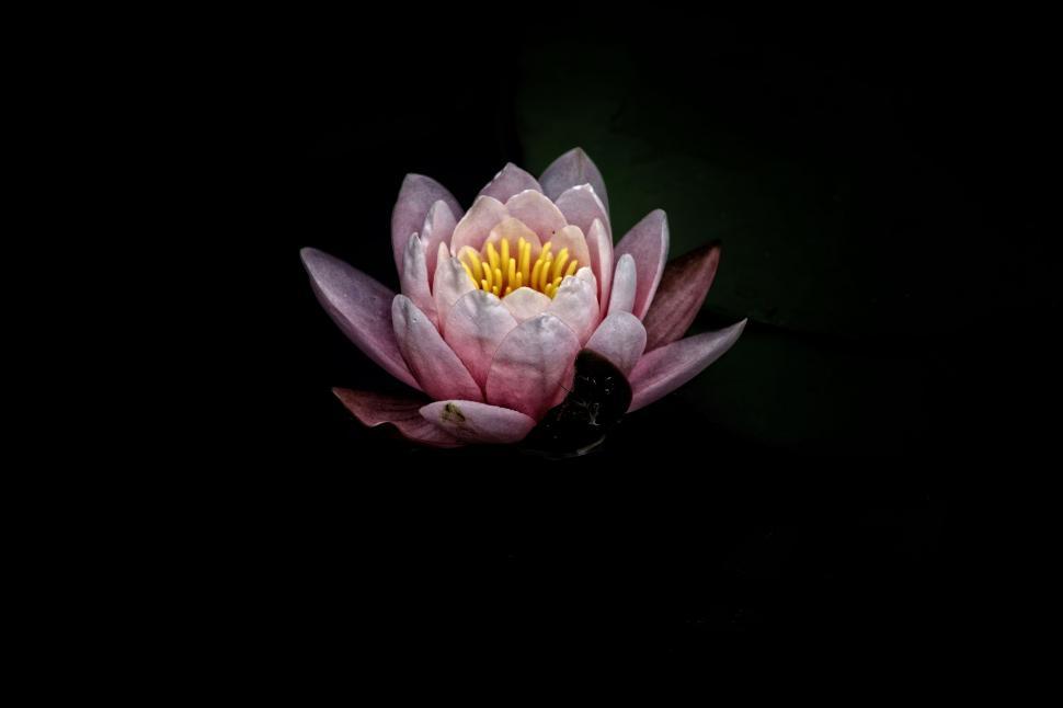 Free Image of Pink Flower With Yellow Center on Black Background 
