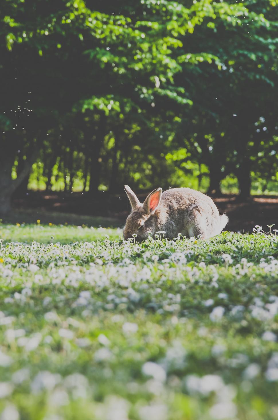 Free Image of Rabbit in Grass Field With Background Trees 