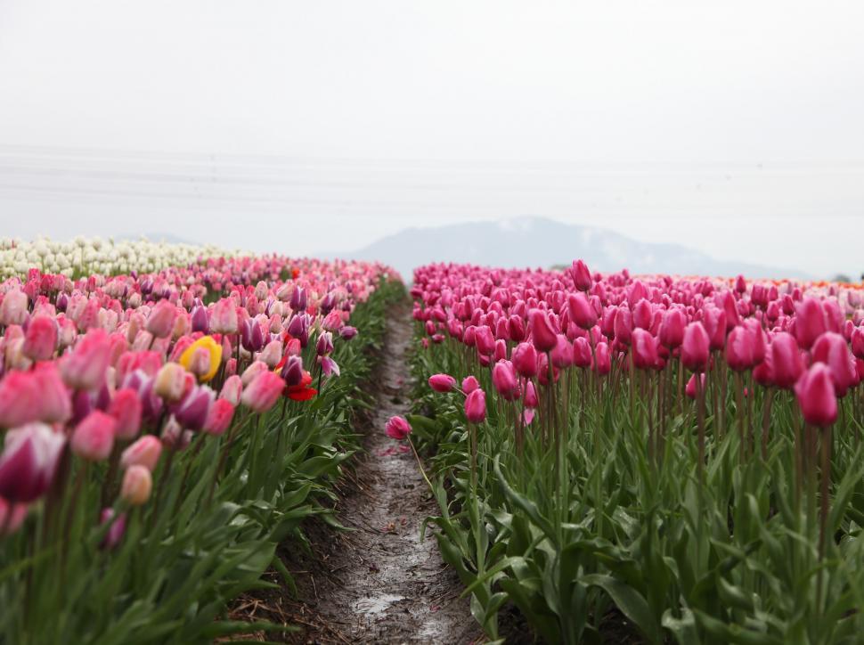 Free Image of Field Full of Pink and White Tulips 