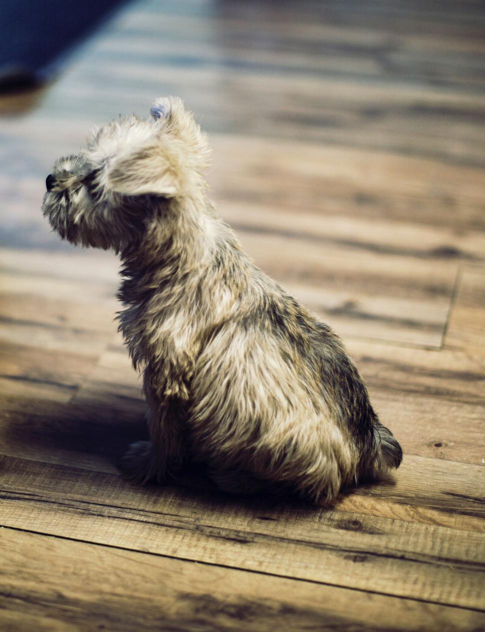 Free Image of Small Dog Sitting on Top of Wooden Floor 