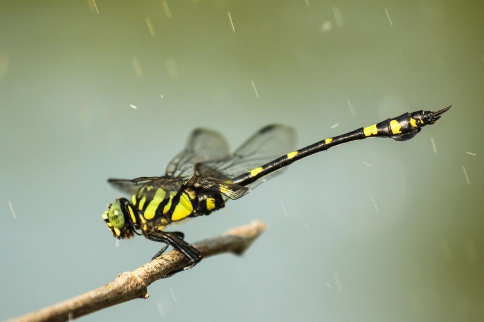 Free Image of Yellow and Black Insect on Branch 