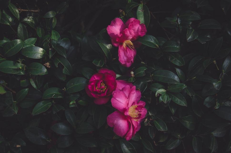 Free Image of Group of Pink Flowers on Top of Green Leaves 