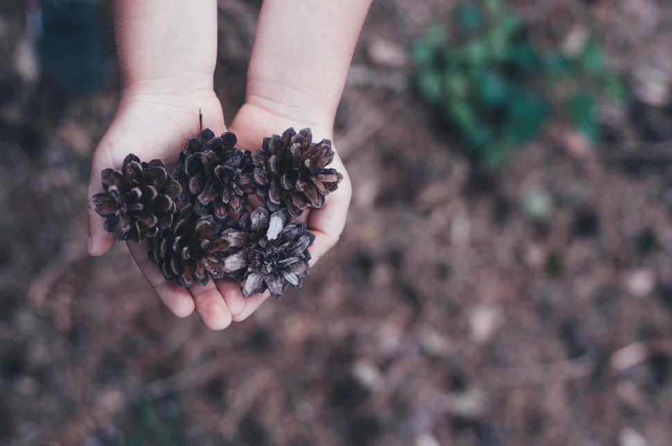 Free Image of Person Holding Bunch of Pine Cones 