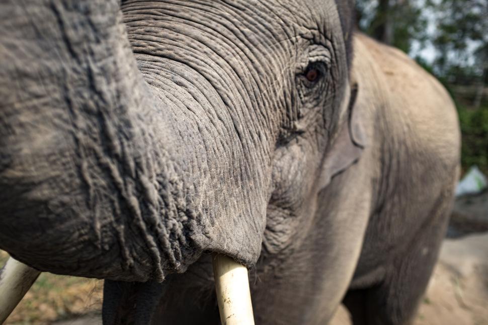 Free Image of Close Up of an Elephant With Tusks 