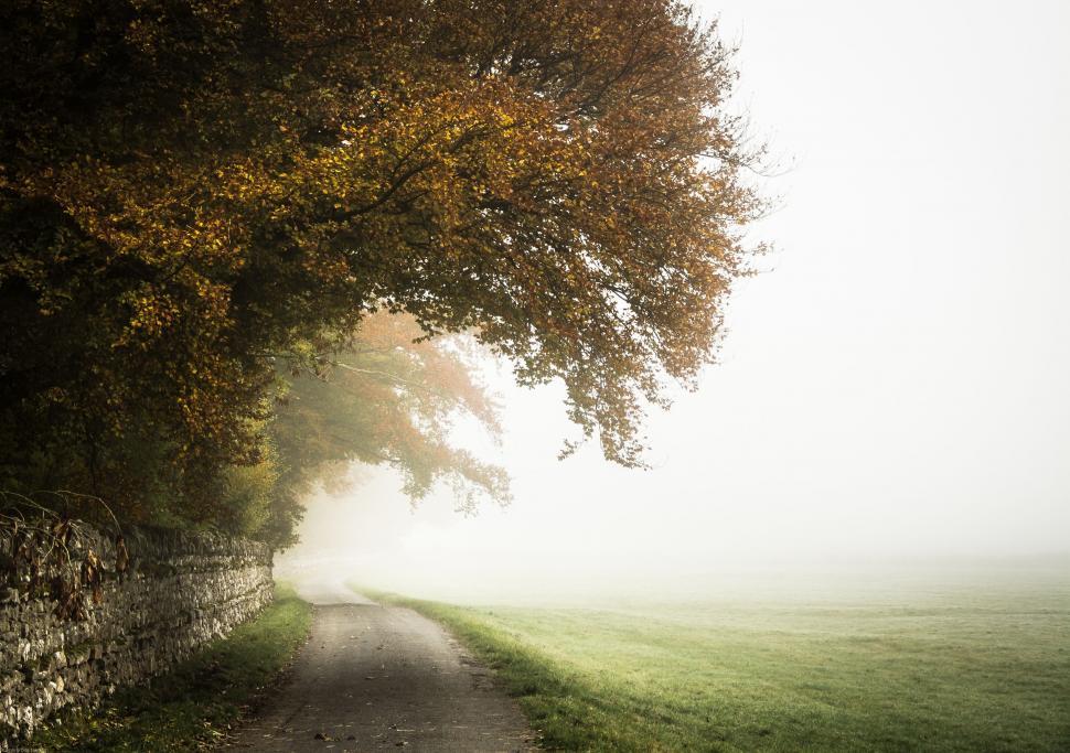 Free Image of Foggy Road With Tree and Stone Wall 