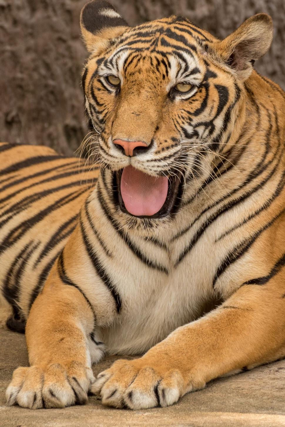 Free Image of Tiger Laying Down With Tongue Out 