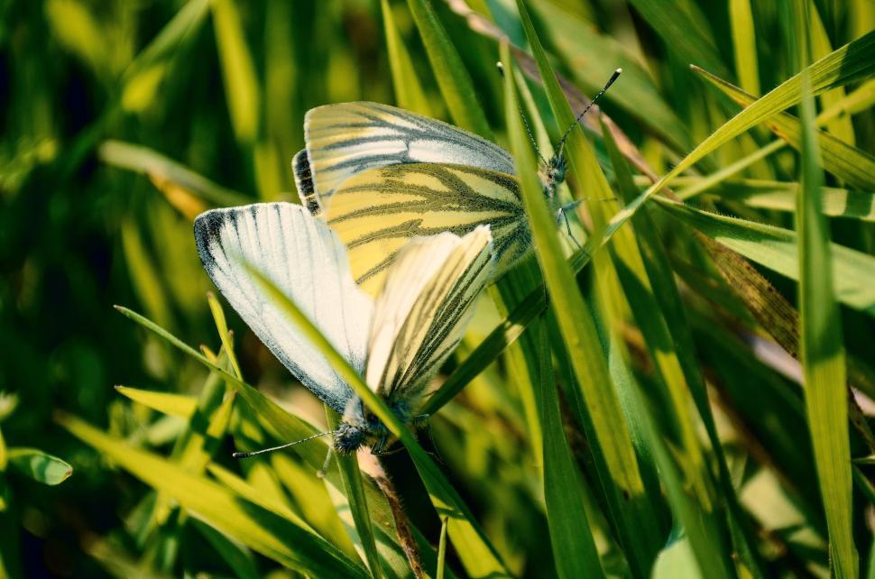 Free Image of Yellow and White Butterfly on Lush Green Field 