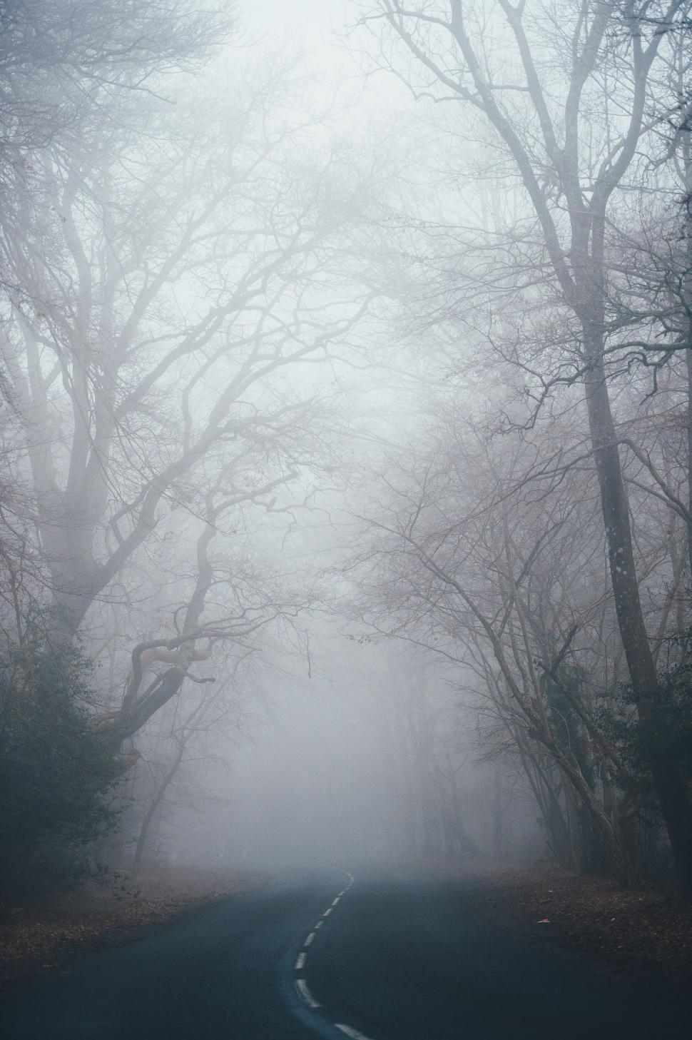 Free Image of Misty Road Through Dense Forest 