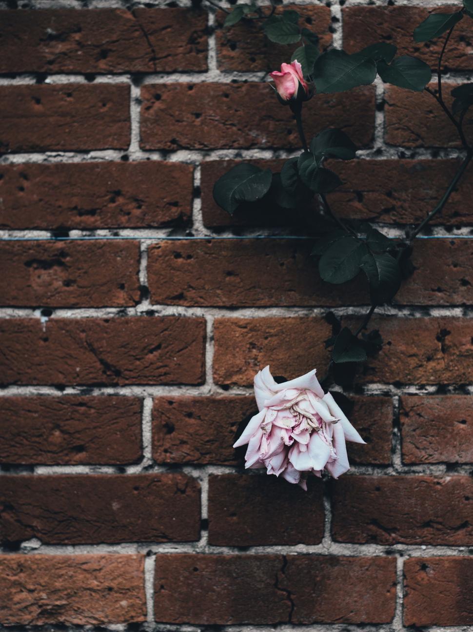 Free Image of White Rose on Brick Wall 