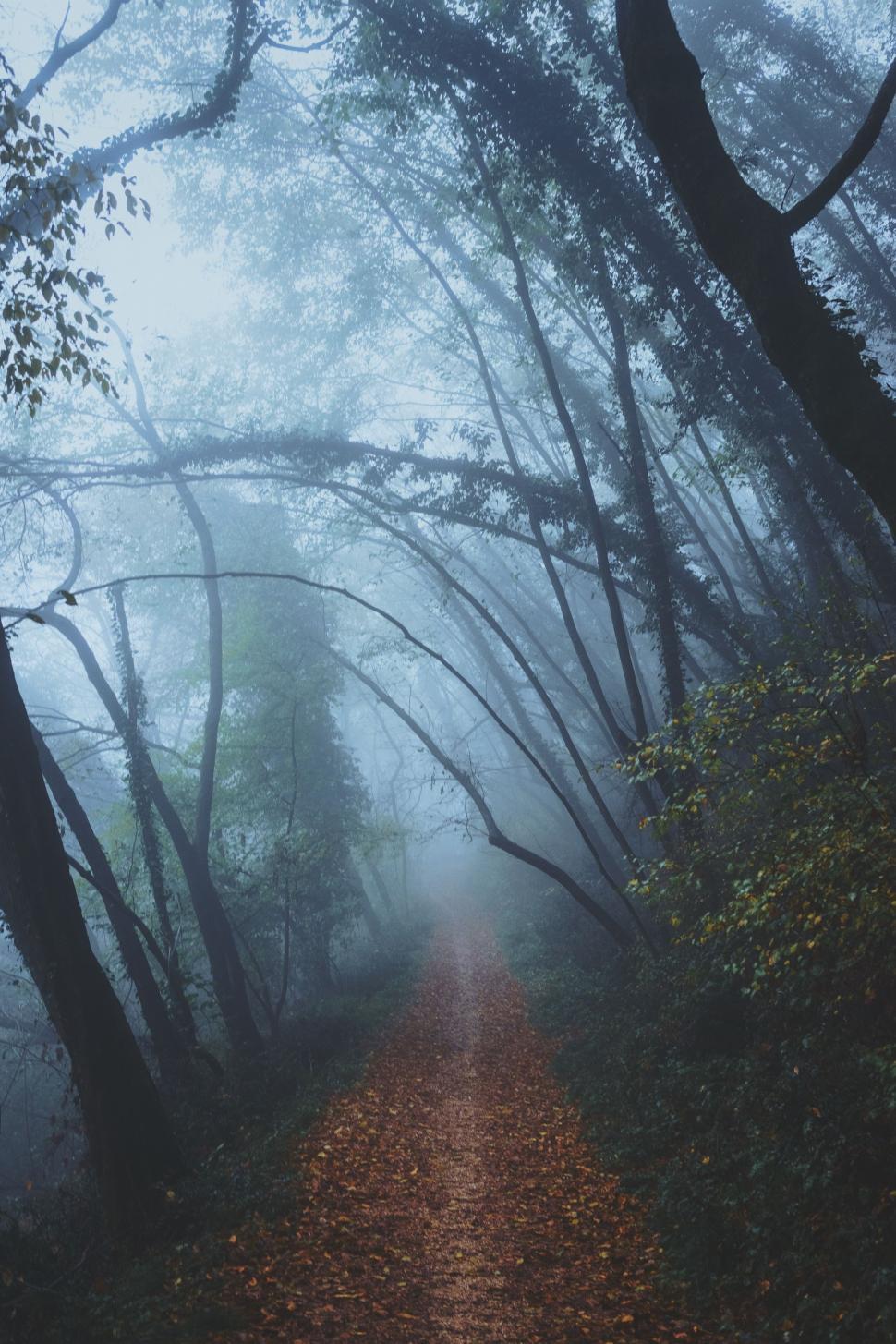 Free Image of Path Leading Through Foggy Forest 