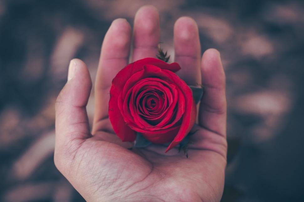 Free Image of Person Holding Red Rose in Hand 