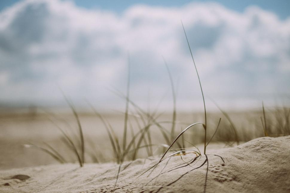 Free Image of Sand and Grass on a Beach 