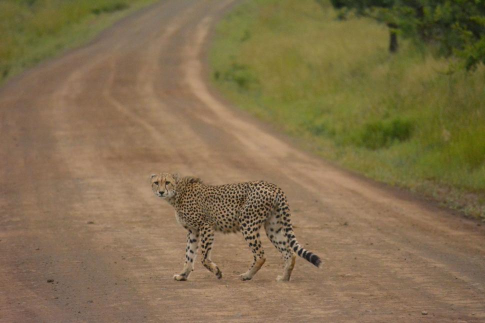 Free Image of Cheetah Walking Across Dirt Road 