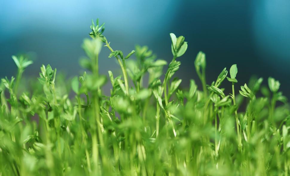 Free Image of Close Up of Green Plant With Water Background 