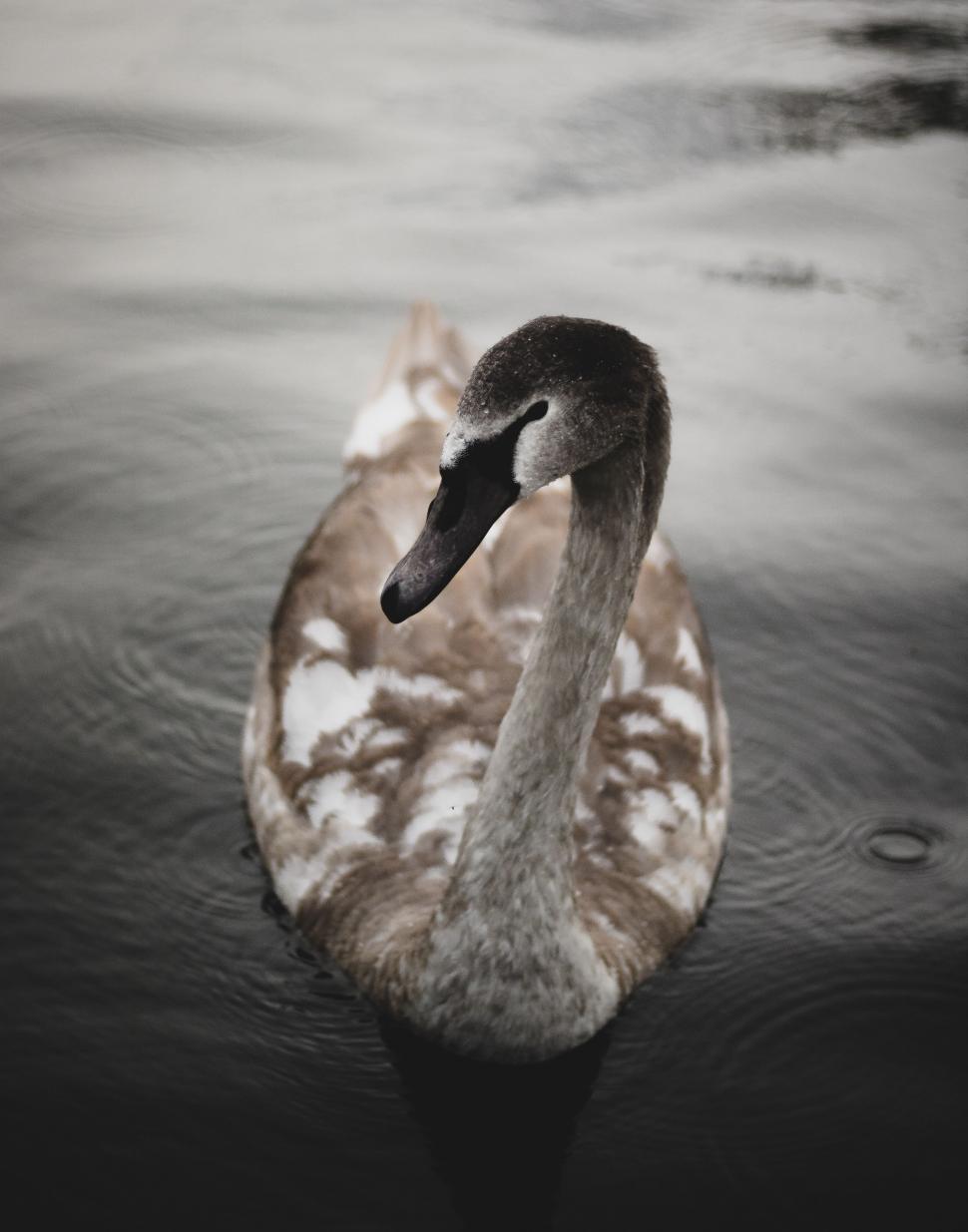 Free Image of Swan Gliding on Water 