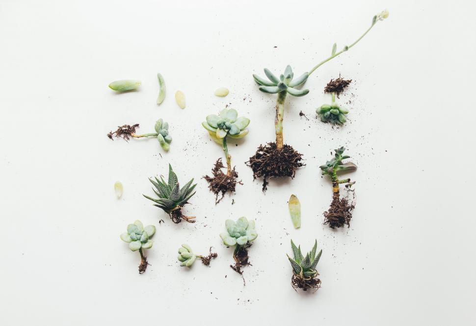 Free Image of Assorted Plants Arranged on Table 