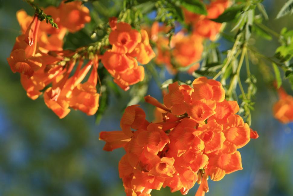 Free Image of flowers 