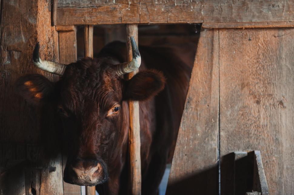 Free Image of Cow With Horns Outside Barn 