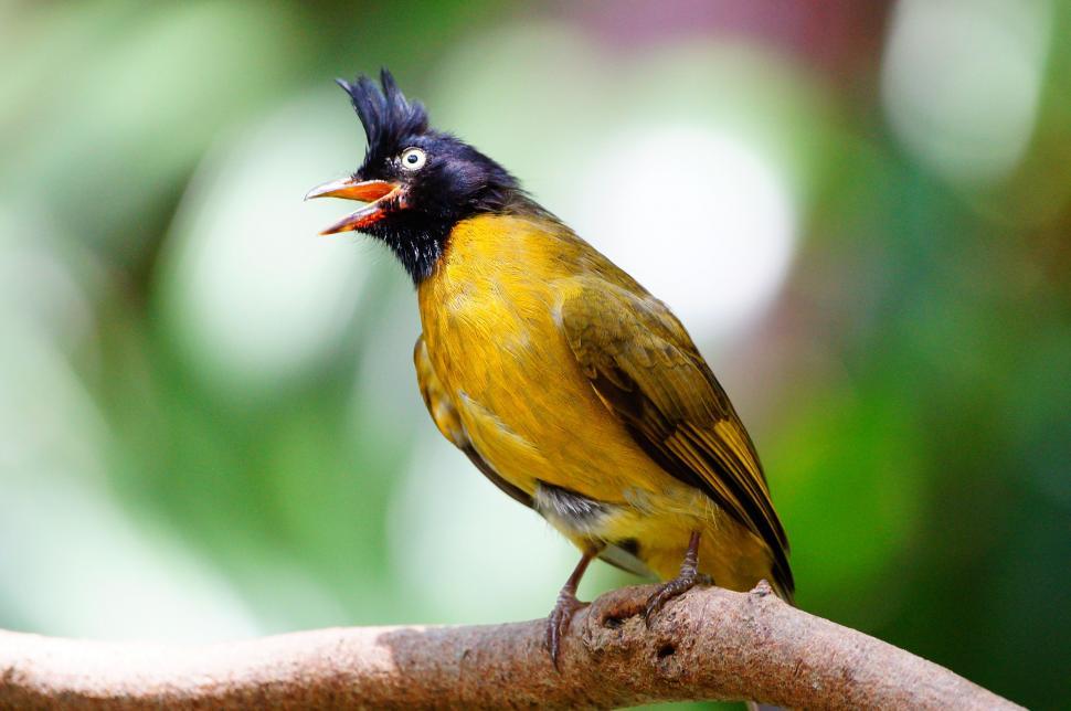 Free Image of Yellow and Black Bird Perching on Branch 
