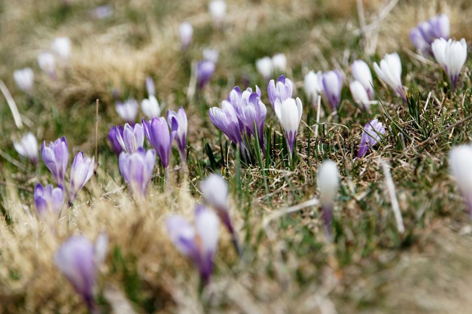 Free Image of Cluster of Purple and White Flowers in Grass 