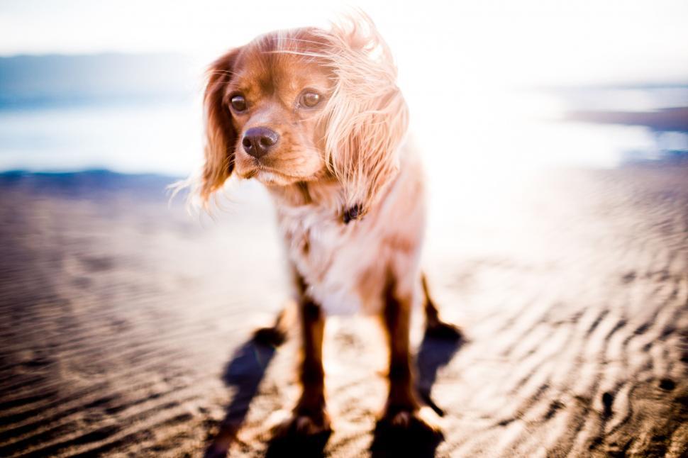 Free Image of Brown and White Dog Standing on Sandy Beach 