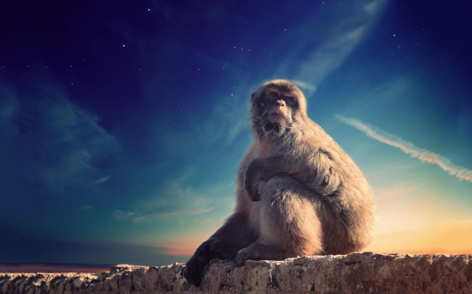 Free Image of Monkey Sitting on Stone Wall 