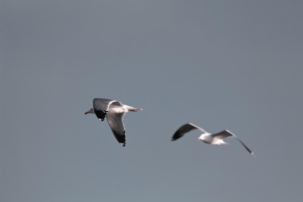 Free Image of Birds Flying Through Gray Sky 