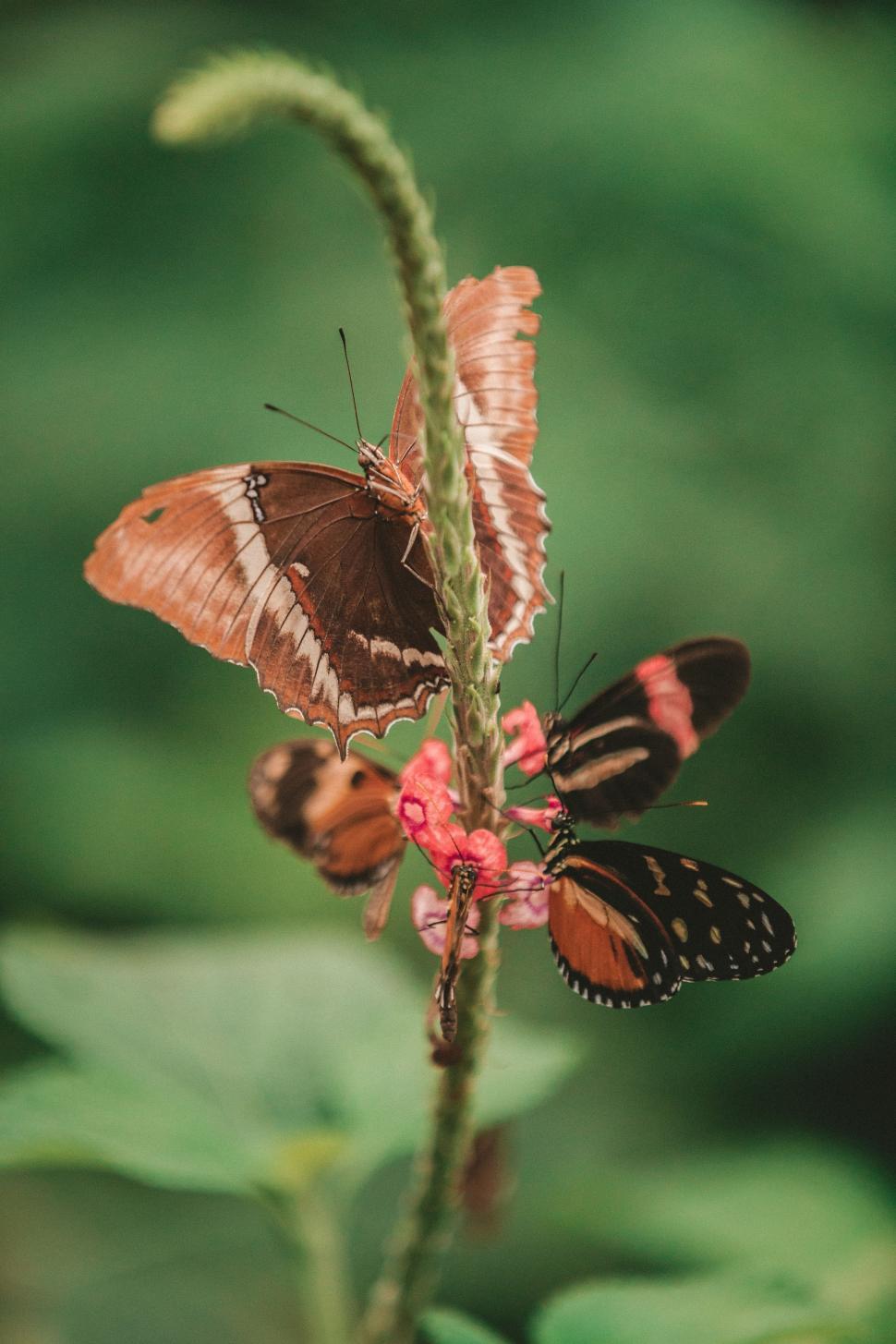Free Image of Two Butterflies Resting on a Plant 