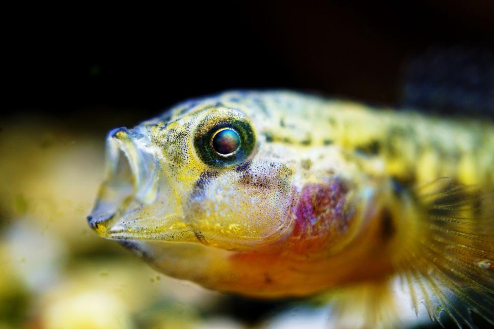 Free Image of Close Up of Fish in Tank 