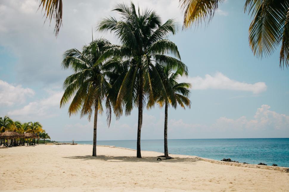 Free Image of Sandy Beach With Palm Trees and Ocean Background 
