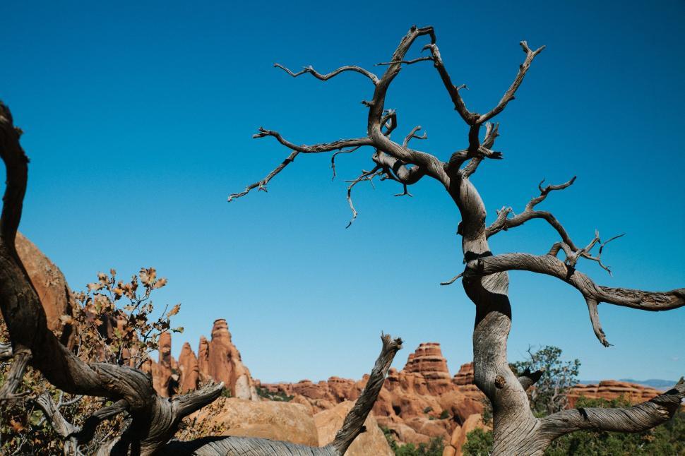 Free Image of Desolate Tree in Arid Desert Landscape 