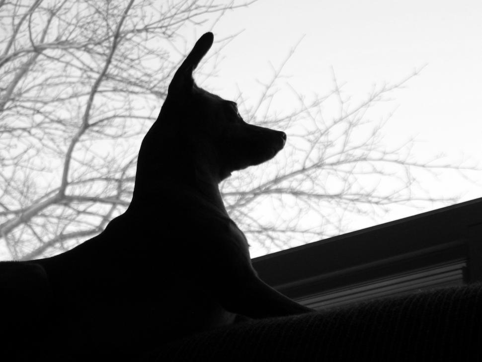 Free Image of Backlit Dog 