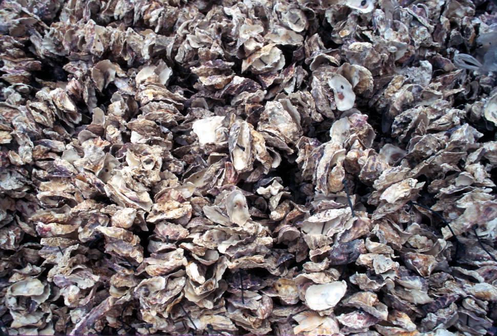 Free Image of Oyster shells background 