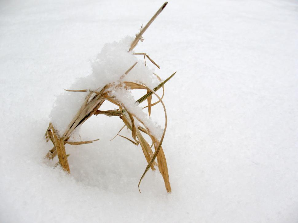 Free Image of Snowy grass 