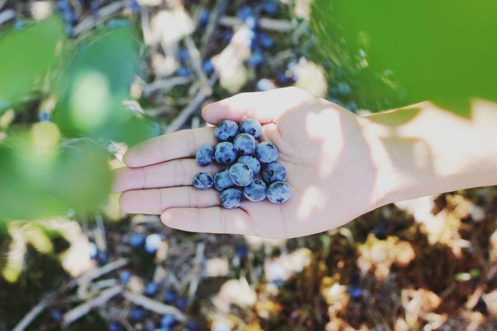 Free Image of Person Holding Handful of Blueberries 