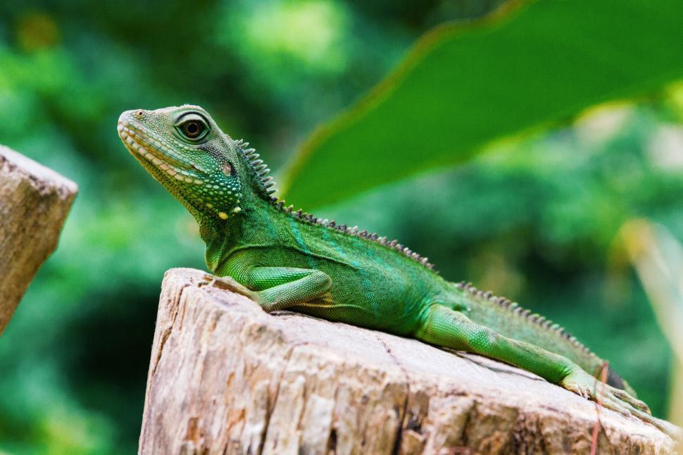 Free Image of Green Lizard on Tree Stump 