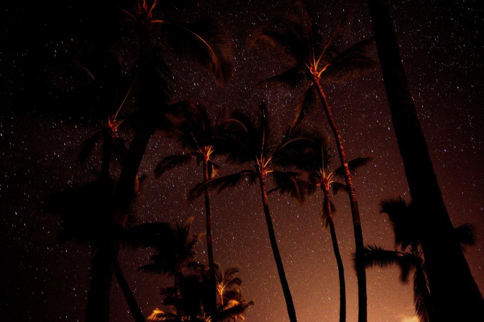 Free Image of Group of Palm Trees Under Night Sky 