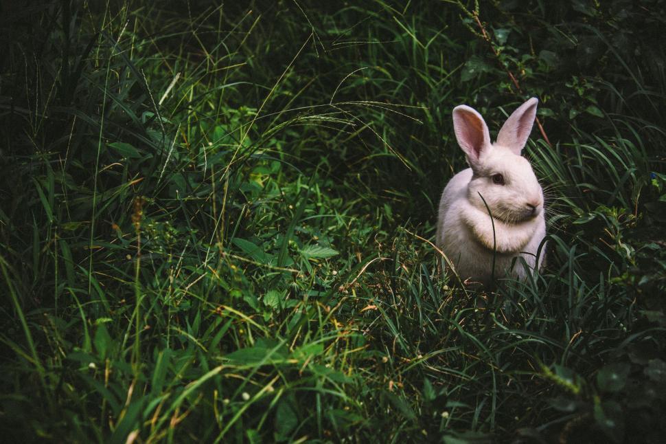 Free Image of White Rabbit Sitting in Tall Grass 