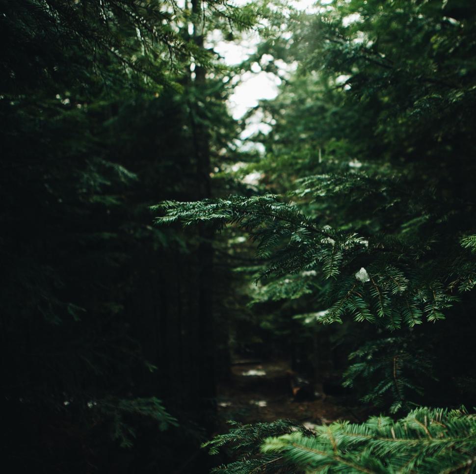 Free Image of Dense Green Forest Filled With Trees 