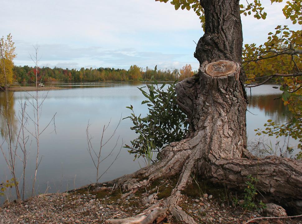 Free Image of Tree by the lake 