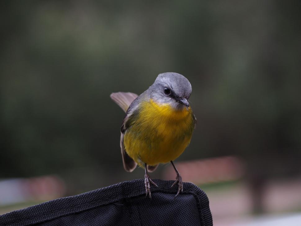Free Image of Yellow and Gray Bird Perched on Black Bag 
