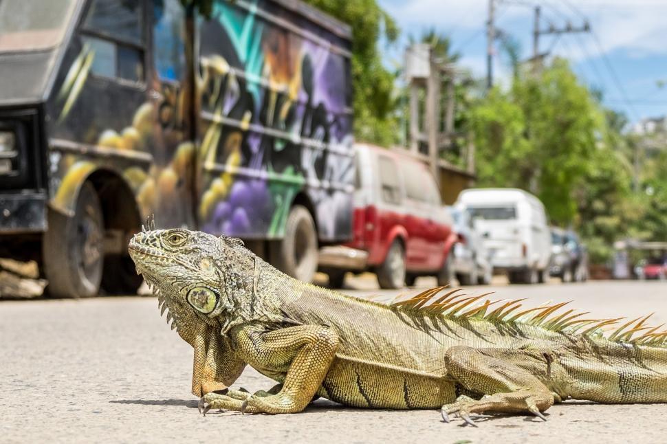Free Image of Large Lizard Resting Beside Truck 