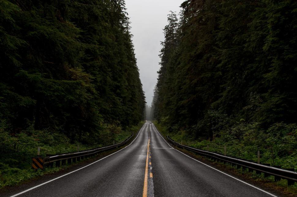 Free Image of Empty Road Surrounded by Tall Trees in Forest 