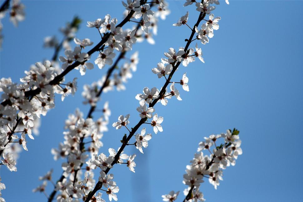 Free Image of Cherry blossoms 