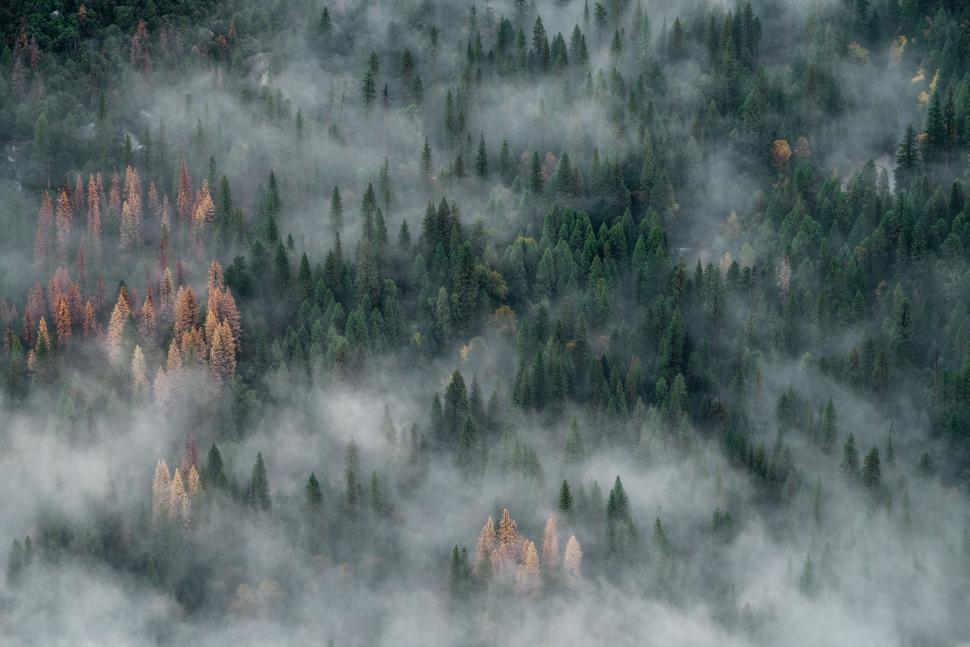 Free Image of Aerial View of Foggy Forest 